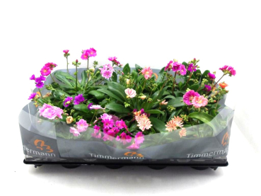 Lewisia cotyledon