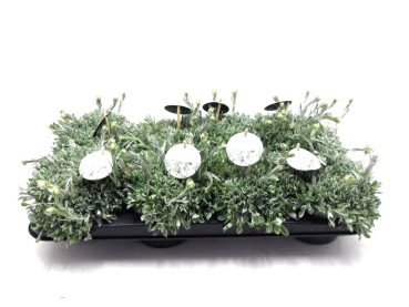 Antennaria dioca weiß