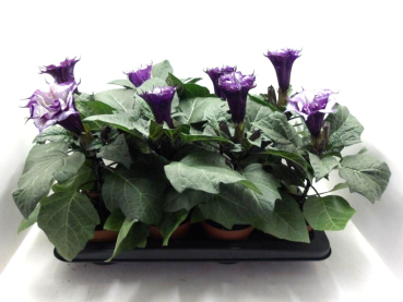 Datura lila