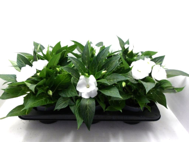 Impatiens Neu-Guinea weiß