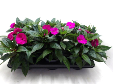 Impatiens Neu-Guinea Lila-/Fliedertöne