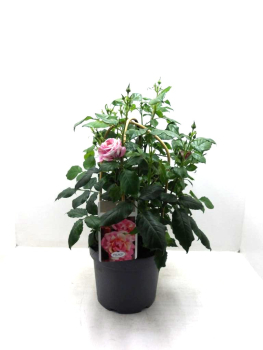 Rosen  Doppelbogen rosa-weiß