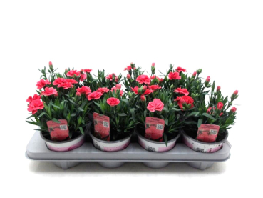 Dianthus car. lachs