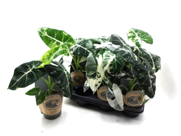 Alocasia "Frydek"