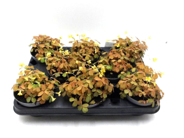 Oxalis vulc. "Sunset Velvet"