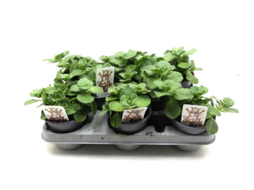 Coleus canina "Verpiss Dich"