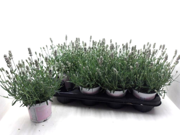 Lavandula ang. rosa
