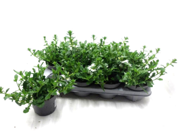 Scaevola weiß