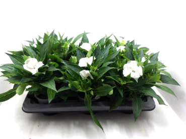 Impatiens Neu-Guinea weiß
