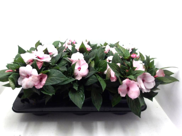 Impatiens Neu-Guinea Pink-/Rosatöne
