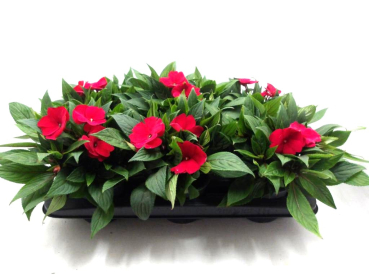 Impatiens Neu-Guinea Rottöne