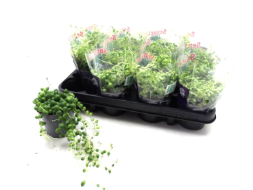 Senecio rowleyanus