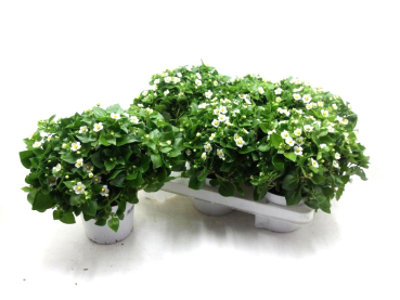 Exacum weiß