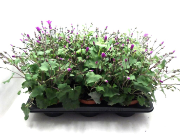 Pericallis "Senetti" pink