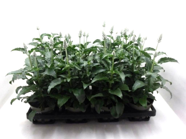 Salvia far. weiß