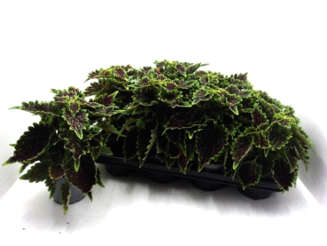 Coleus rotgrün