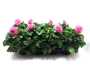 Dahlien rosa