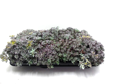 Sedum purpureum