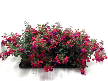 Fuchsia
