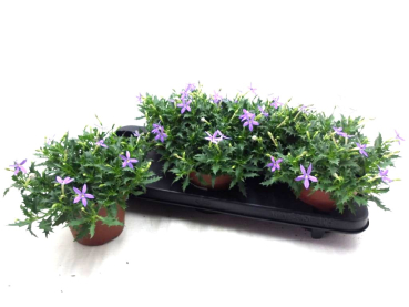 Isotoma axillaris 'Blue Star'