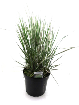 Calamagrostis acutiflora "Overdam"