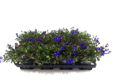 Lobelia erinus blau