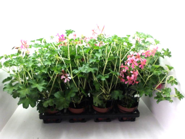 Pelargonium peltatum Rosatöne