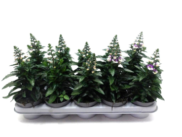 Angelonia