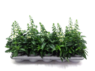 Angelonia