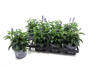 Salvia far. blau