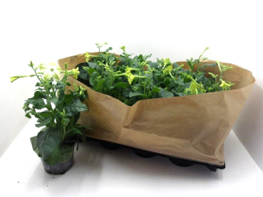 Nicotiana lemon