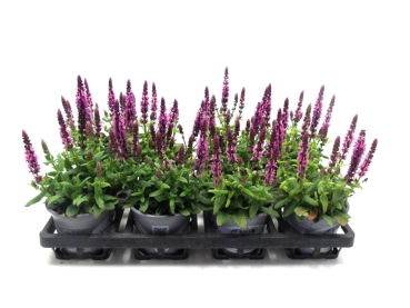 Salvia nem. rosa