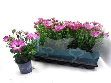 Osteospermum eckl. pink