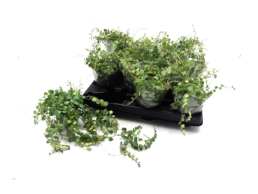 Mini Peperomia prostrata