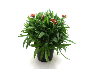 Bracteantha Kübel