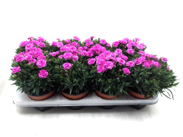 Dianthus "Peman" pink