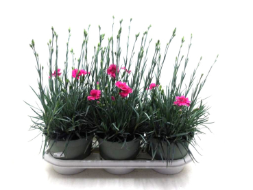 Dianthus "Whetman" pink