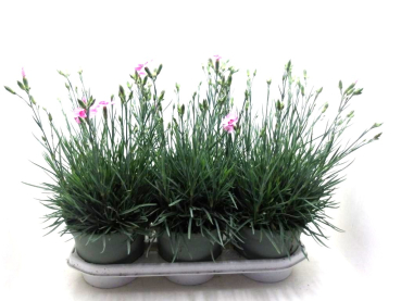 Dianthus "Whetman" rosa