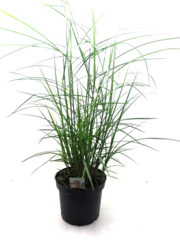 Miscanthus sin. "Ferner Osten"