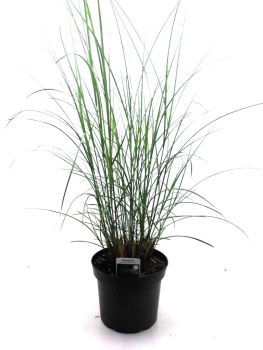 Miscanthus sin. "Gracillimus"