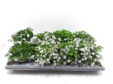 Gypsophila cerastiodes