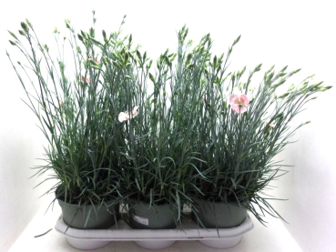 Dianthus "Whetman" hellrosa