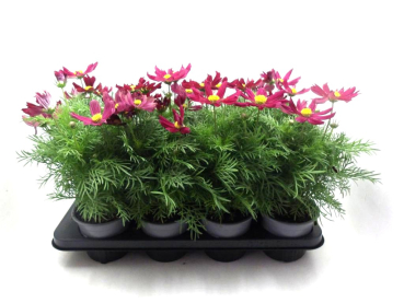 Cosmos bip. rot