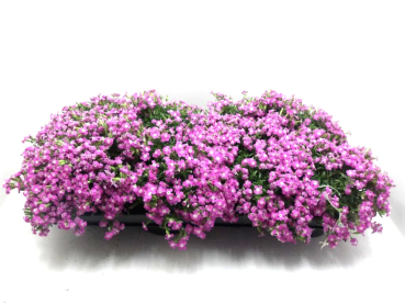 Saponaria