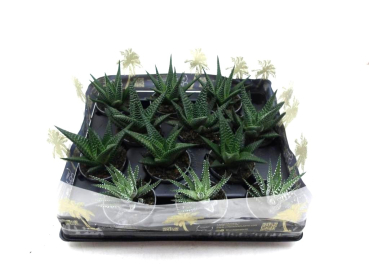 Mini Haworthia Mix