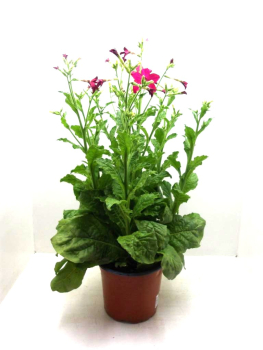 Nicotiana Kübel