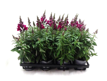 Antirrhinum majus lila