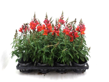 Antirrhinum majus orange