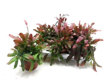 Rhipsalis "Red Coral"