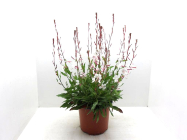 Gaura Kübel